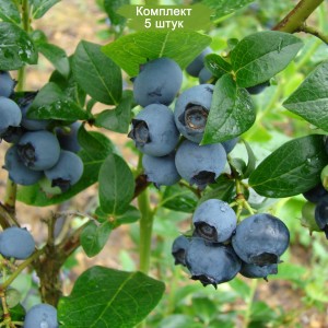 Саженцы черники Герберт  (Herbert) -  комплект 5 шт.