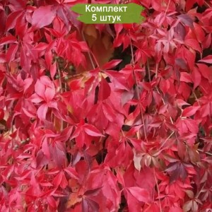 Саженцы декоративного винограда (девичьего винограда) Энгельмана -  комплект 5 шт.