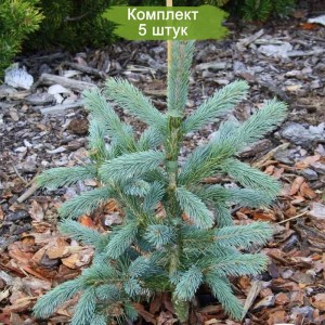 Саженцы Ели Голубой Кейбаб (Kaibab) 20-40 см -  комплект 5 шт.