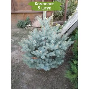 Саженцы Ели Голубой Кейбаб (Kaibab) 60-100 см -  комплект 5 шт.