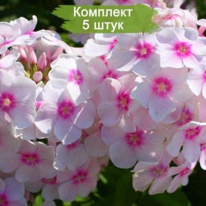 Саженцы флокса Европа -  комплект 5 шт.