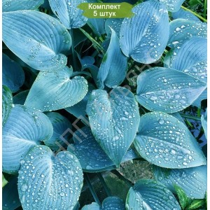 Саженцы хосты Канадиан Блю -  комплект 5 шт.