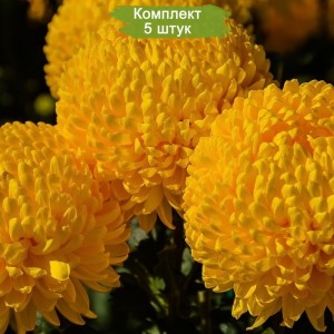Саженцы желтой хризантемы мультифлоры Хало -  комплект 5 шт.