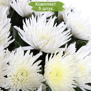 Саженцы белой хризантемы мультифлоры Москва белая -  комплект 5 шт.