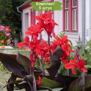 Клубни канны Америка -  комплект 5 шт.