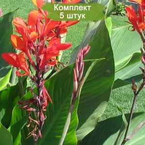 Клубни канны Клара Буиссон (Klara Buisson) -  комплект 5 шт.