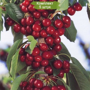 Саженцы колоновидной черешни Восторг -  комплект 5 шт.