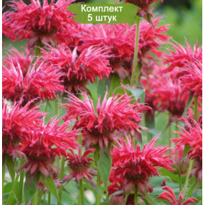 Cаженцы монарды двойчатой Файербол  (Fireball)  -  комплект 5 шт.