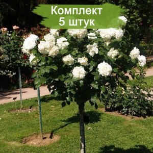Саженцы штамбовой розы Аннапюрна (Annapurna) -  комплект 5 шт.