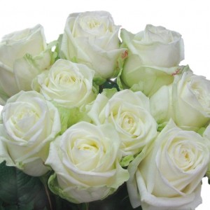 Саженец чайно-гибридной розы Маруся (Maroussia)