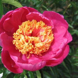 Саженец пиона Дорин  (Doreen)