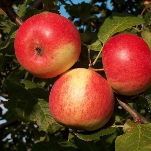 Саженец яблони Память Мичурина