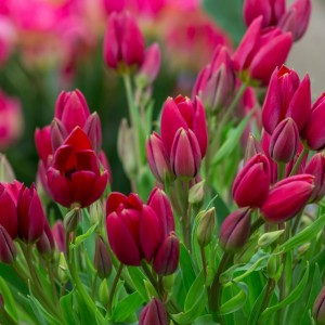 Луковица тюльпана Корендон (Korando)