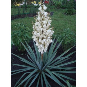 Саженец юкки Нитчатой (Yucca filamentosa) 