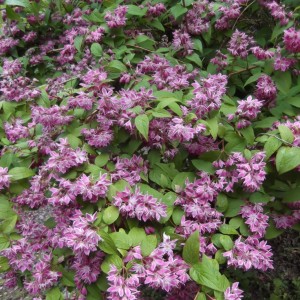 Саженец дейции гибридной Строберри Филдс (Strawberry Fields)